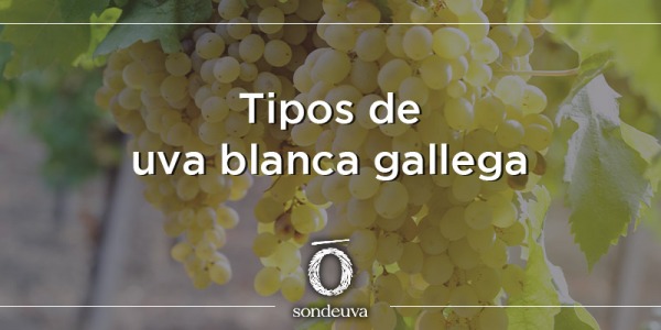 Tipos de uva blanca gallega
